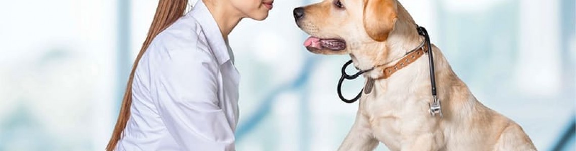 Як давати собаці вітаміни