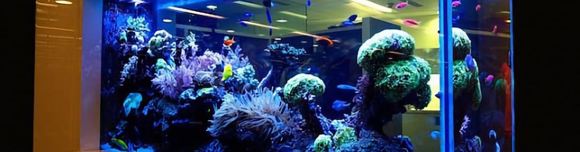 Организация и уход за морским аквариумом