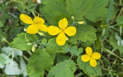 Чистотіл трава: поширені уявлення та реальність