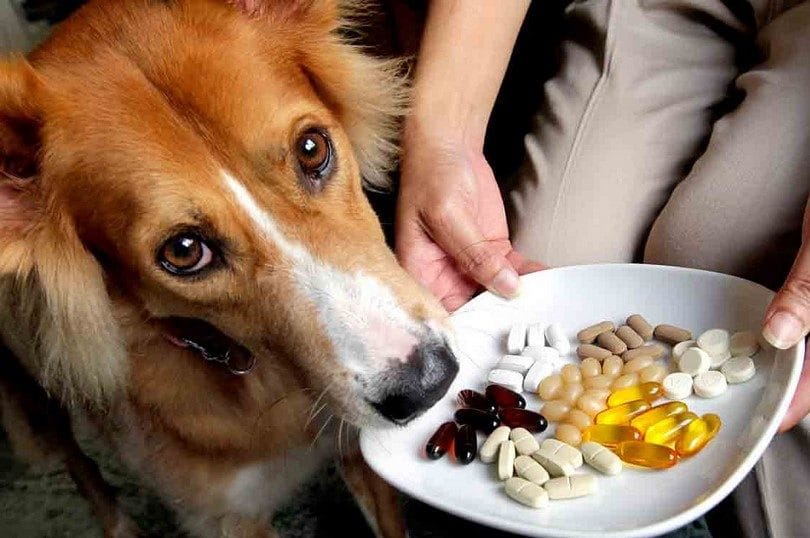 Красивая собака смотрит на витамины