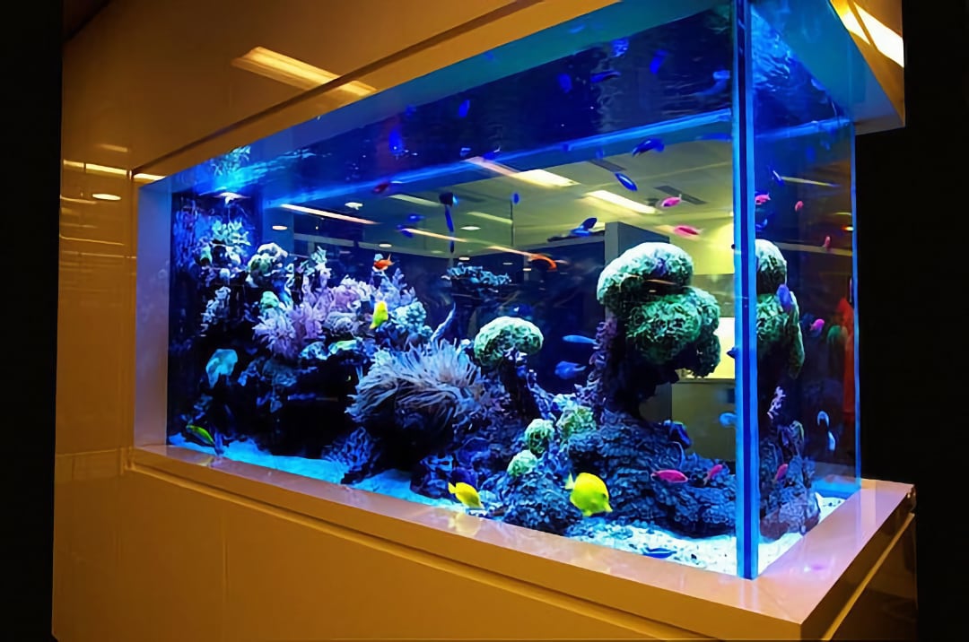 Организация и уход за морским аквариумом