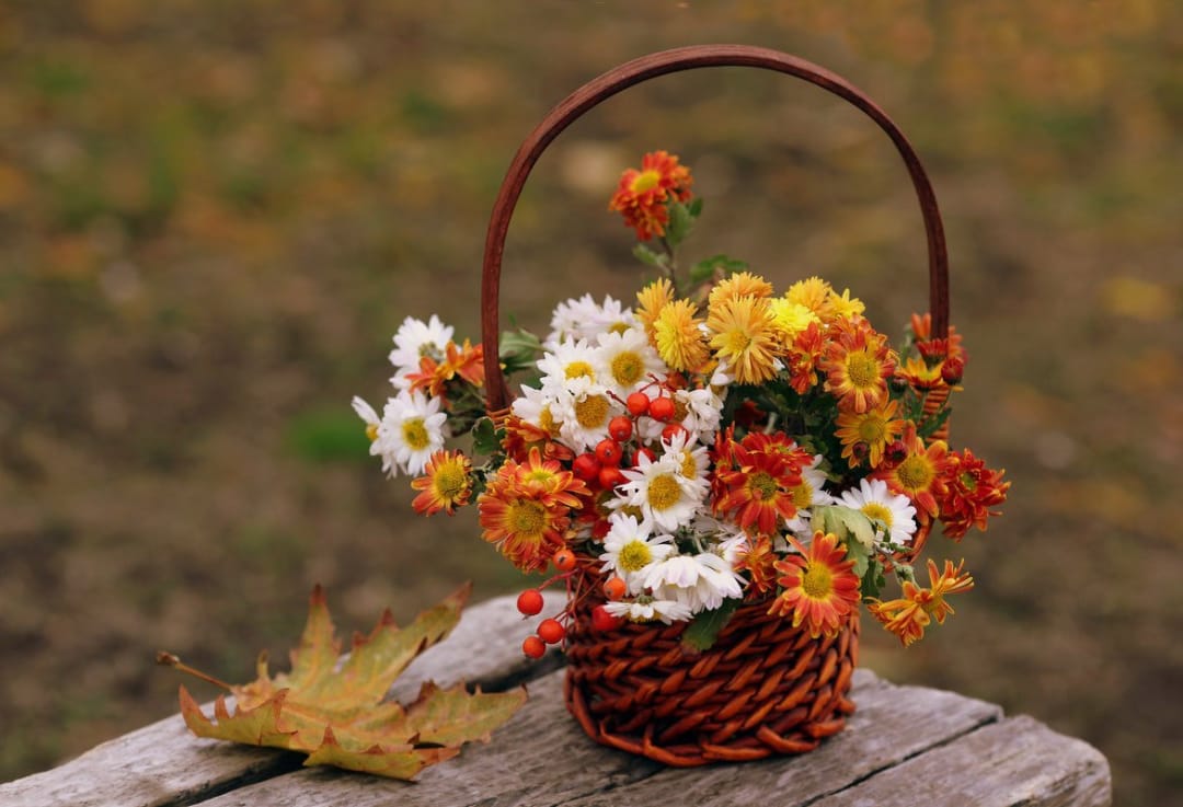 Осінній букет хризантеми в плетеному кошику з ягід і листя на дерев'яними тлі, декоративні прикраси сезону.