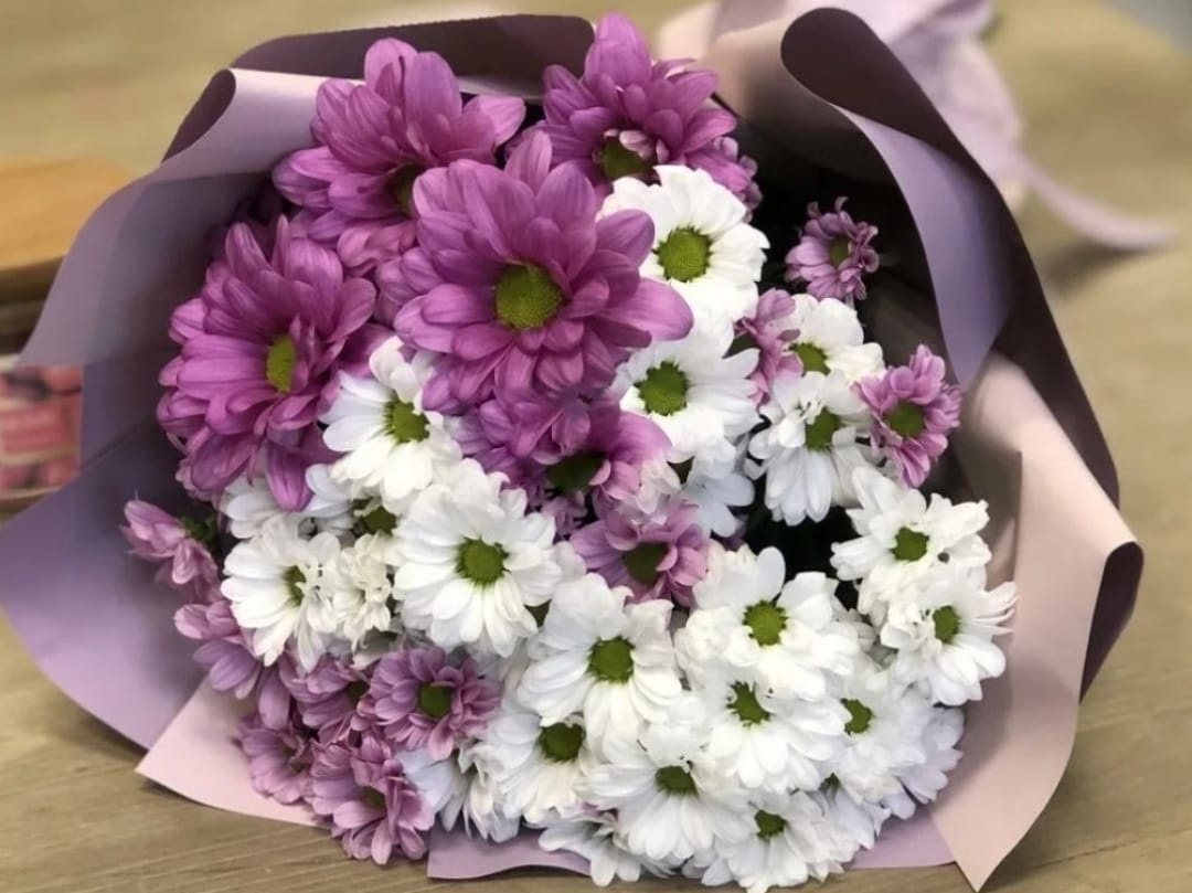 Букет білий і фіолетовий хризантеми, упаковані в лавандовий папір, свіжі квіти для подарунка, барвисті квіткові аранжування на столі.