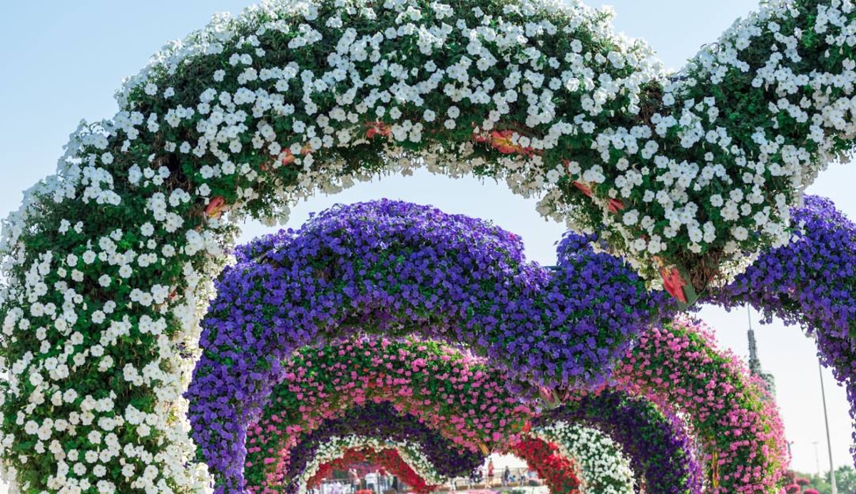 Цветочные арки из белых, фиолетовых и розовых цветов в Miracle Garden Дубай — живописные композиции, создающие уникальные инсталляции из миллионов цветов в одном из крупнейших цветочных парков мира.